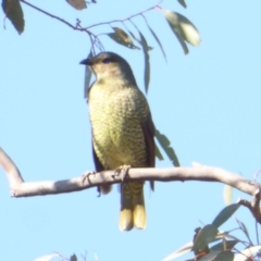 Ptilonorhynchus violaceus at Deakin, ACT - 26 May 2018