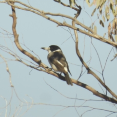 Cracticus torquatus (Grey Butcherbird) at Deakin, ACT - 19 May 2018 by JackyF