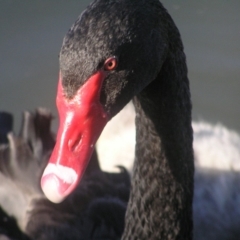 Cygnus atratus at Gordon, ACT - 26 May 2018