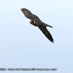 Falco longipennis (Australian Hobby) at Orient Point Wetlands Bushcare - 24 Nov 2017 by CharlesDove