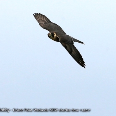 Falco longipennis (Australian Hobby) at Orient Point Wetlands Bushcare - 24 Nov 2017 by CharlesDove