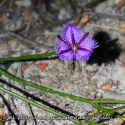 Thysanotus juncifolius (Branching Fringe Lily) at South Pacific Heathland Reserve - 20 Nov 2017 by CharlesDove