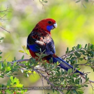 Platycercus elegans at South Pacific Heathland Reserve WP03 - 20 Nov 2017 12:00 AM