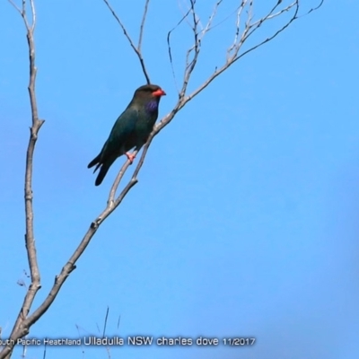 Eurystomus orientalis (Dollarbird) at South Pacific Heathland Reserve - 23 Nov 2017 by CharlesDove