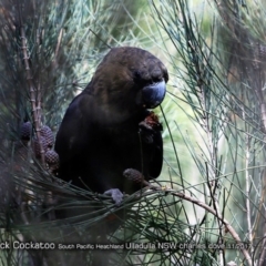 Calyptorhynchus lathami (Glossy Black-Cockatoo) at South Pacific Heathland Reserve - 18 Nov 2017 by Charles Dove