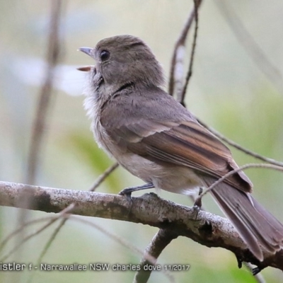 Pachycephala pectoralis (Golden Whistler) at Narrawallee Foreshore and Reserves Bushcare Group - 19 Nov 2017 by Charles Dove