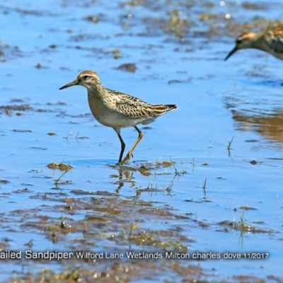 Calidris acuminata (Sharp-tailed Sandpiper) at Undefined - 21 Nov 2017 by Charles Dove