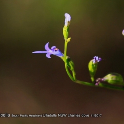 Lobelia dentata (Toothed Lobelia) at South Pacific Heathland Reserve - 20 Nov 2017 by Charles Dove