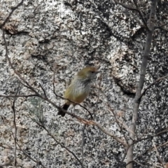 Acanthiza pusilla at Tennent, ACT - 27 May 2018