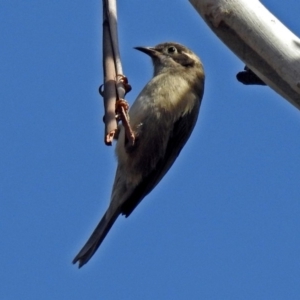 Melithreptus brevirostris at Tennent, ACT - 27 May 2018