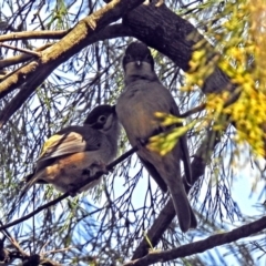 Melithreptus brevirostris at Tennent, ACT - 27 May 2018