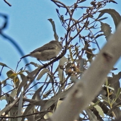 Acanthiza lineata (Striated Thornbill) at Tennent, ACT - 27 May 2018 by RodDeb