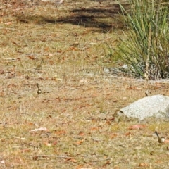 Malurus cyaneus at Tennent, ACT - 27 May 2018 11:10 AM