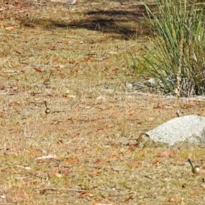 Malurus cyaneus at Tennent, ACT - 27 May 2018 11:10 AM