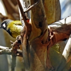 Nesoptilotis leucotis (White-eared Honeyeater) at Tennent, ACT - 27 May 2018 by RodDeb