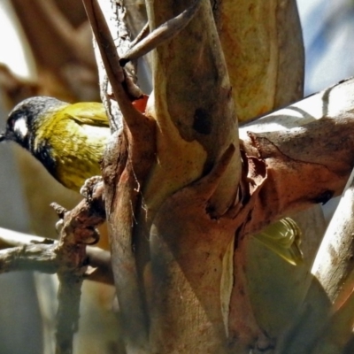 Nesoptilotis leucotis (White-eared Honeyeater) at Tennent, ACT - 27 May 2018 by RodDeb