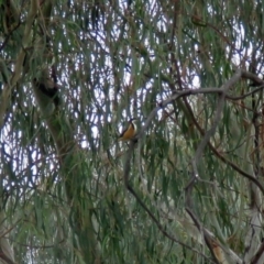 Acanthorhynchus tenuirostris (Eastern Spinebill) at Macarthur, ACT - 27 May 2018 by RodDeb