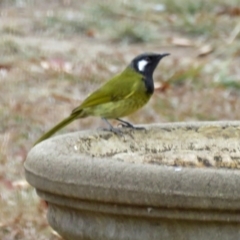 Nesoptilotis leucotis (White-eared Honeyeater) at Macarthur, ACT - 27 May 2018 by RodDeb