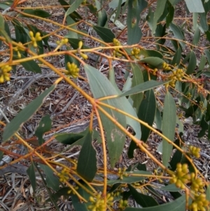 Eucalyptus pauciflora subsp. pauciflora at Gundaroo, NSW - 27 May 2018