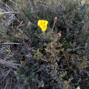 Hibbertia sp. at Lake George, NSW - 27 May 2018 04:17 PM