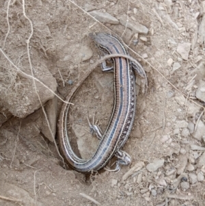 Ctenotus robustus at Gundaroo, NSW - 27 May 2018