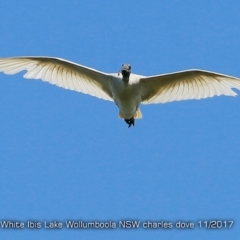 Threskiornis molucca (Australian White Ibis) at Jervis Bay National Park - 16 Nov 2017 by Charles Dove