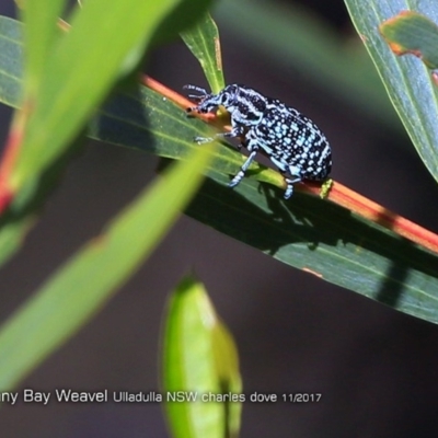 Chrysolopus spectabilis (Botany Bay Weevil) at Undefined - 9 Nov 2017 by Charles Dove