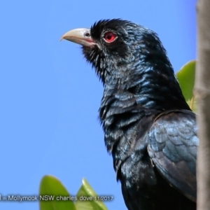 Eudynamys orientalis at undefined - 7 Nov 2017 12:00 AM