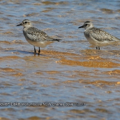 Pluvialis squatarola (Grey Plover) at Jervis Bay National Park - 7 Nov 2017 by Charles Dove