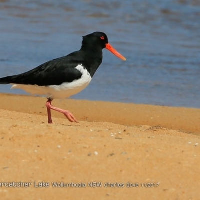 Haematopus longirostris (Australian Pied Oystercatcher) at Jervis Bay National Park - 7 Nov 2017 by Charles Dove