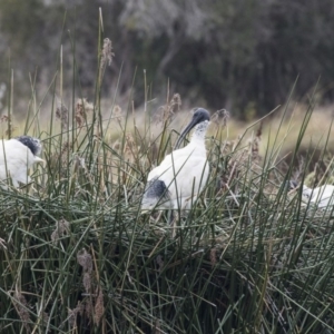 Threskiornis molucca at Belconnen, ACT - 27 May 2018 02:30 PM