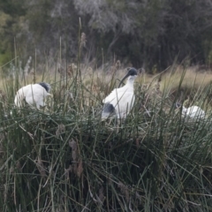 Threskiornis molucca at Belconnen, ACT - 27 May 2018 02:30 PM