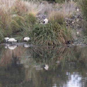 Threskiornis molucca at Belconnen, ACT - 27 May 2018 02:30 PM