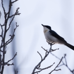 Myiagra inquieta (Restless Flycatcher) at Michelago, NSW - 13 May 2018 by Illilanga