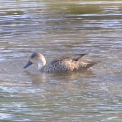 Anas gracilis (Grey Teal) at Bonython, ACT - 26 May 2018 by MatthewFrawley