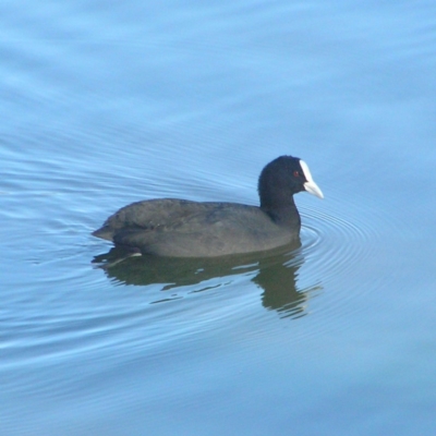 Fulica atra (Eurasian Coot) at Gordon Pond - 26 May 2018 by MatthewFrawley