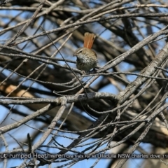 Hylacola pyrrhopygia (Chestnut-rumped Heathwren) at Ulladulla, NSW - 2 Nov 2017 by Charles Dove