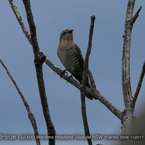 Chrysococcyx basalis at Ulladulla - Warden Head Bushcare - 5 Nov 2017 12:00 AM