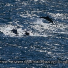 Megaptera novaeangliae (Humpback Whale) at Undefined - 4 Nov 2017 by Charles Dove