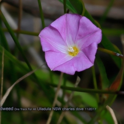 Polymeria calycina (Slender Bindweed) at Ulladulla Reserves Bushcare - 31 Oct 2017 by Charles Dove