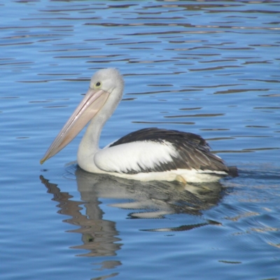 Pelecanus conspicillatus (Australian Pelican) at Gordon, ACT - 26 May 2018 by MatthewFrawley