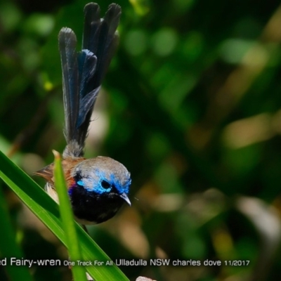 Malurus lamberti (Variegated Fairywren) at Ulladulla Reserves Bushcare - 5 Nov 2017 by CharlesDove