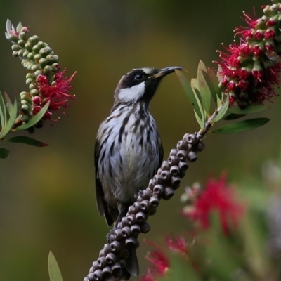 Phylidonyris niger (White-cheeked Honeyeater) at Undefined - 31 Oct 2017 by Charles Dove