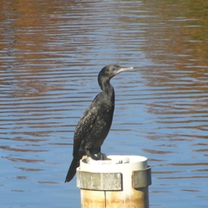 Phalacrocorax sulcirostris at Bonython, ACT - 26 May 2018