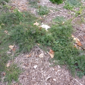 Galium aparine at Parkes, ACT - 27 May 2018