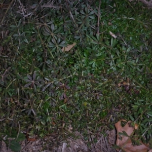 Galium aparine at Parkes, ACT - 27 May 2018