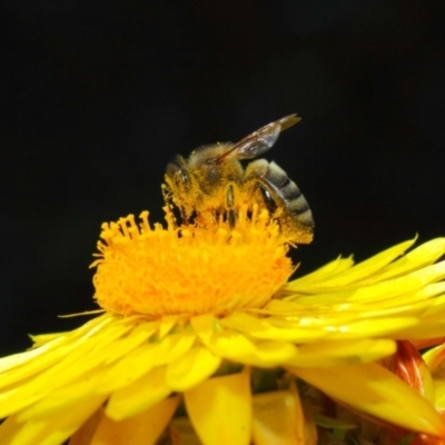 Apis mellifera (European honey bee) at Acton, ACT - 25 May 2018 by Tim L