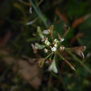 Capsella bursa-pastoris at Parkes, ACT - 27 May 2018