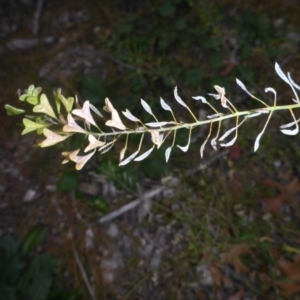 Capsella bursa-pastoris at Parkes, ACT - 27 May 2018