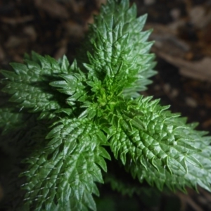 Urtica sp. at Reid, ACT - 27 May 2018